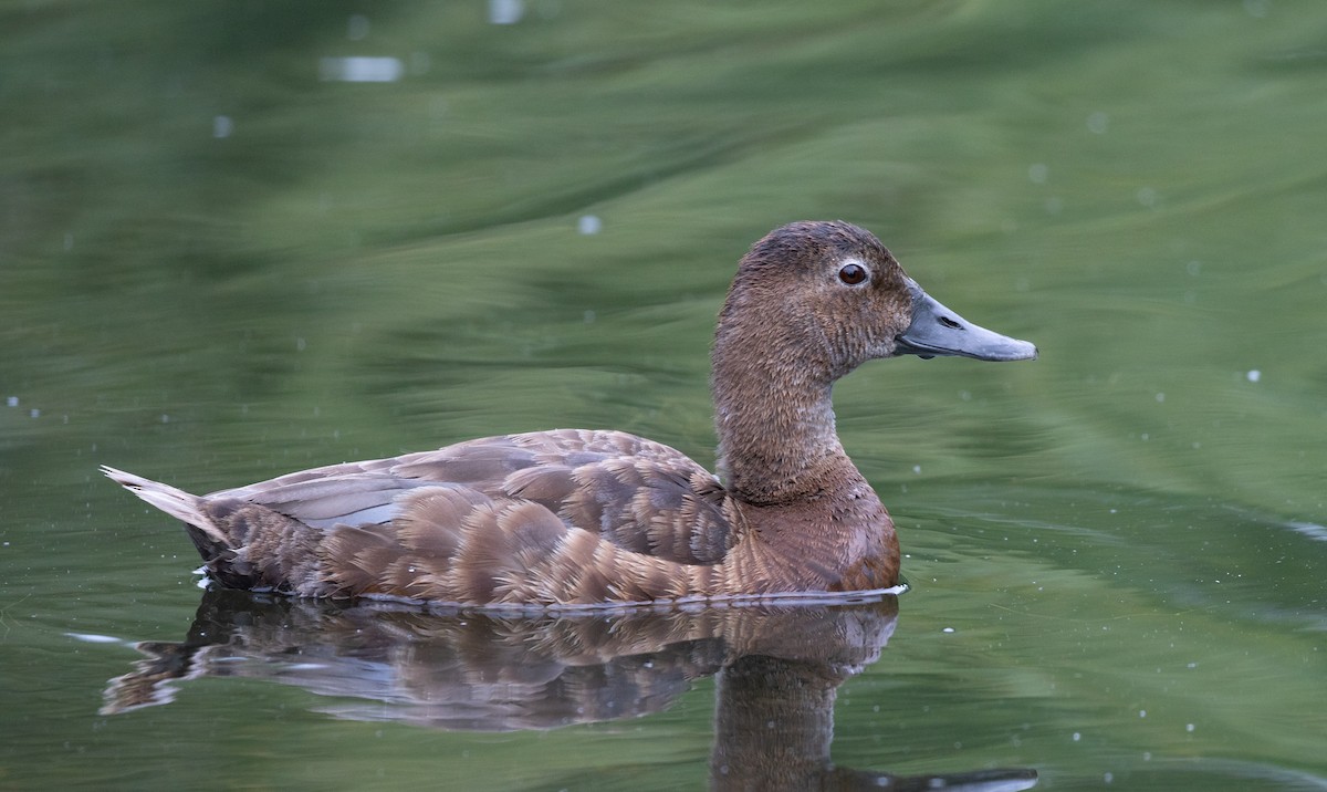 Common Pochard - ML358312361