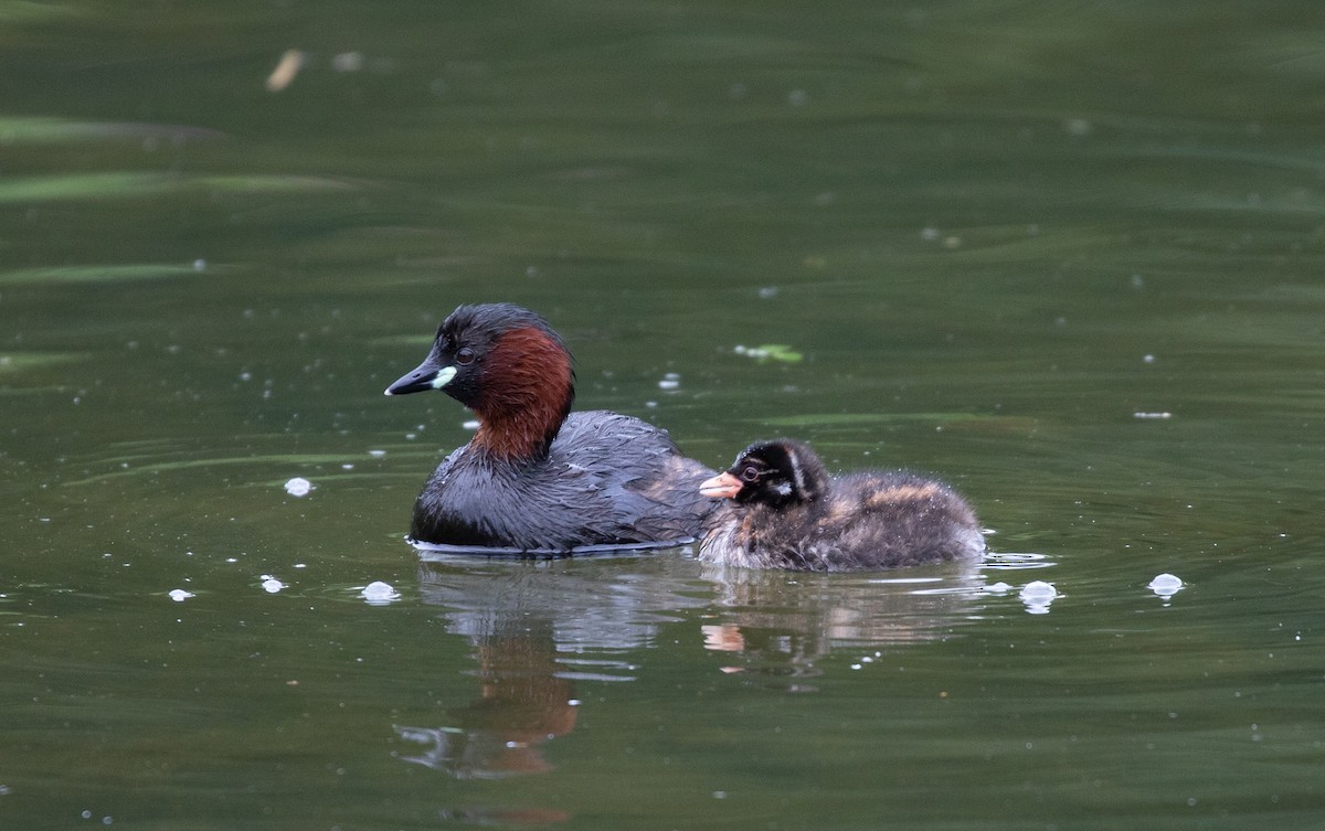 カイツブリ（ruficollis グループ） - ML358312391