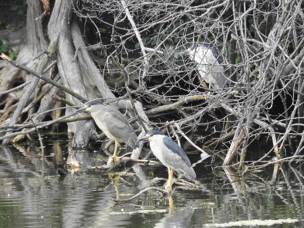 Black-crowned Night Heron - Darlene  Peterson