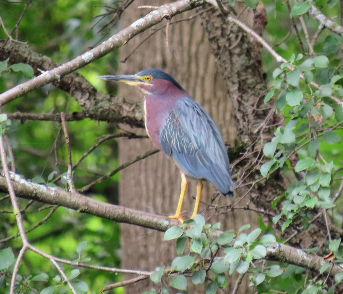 Green Heron - ML358314721