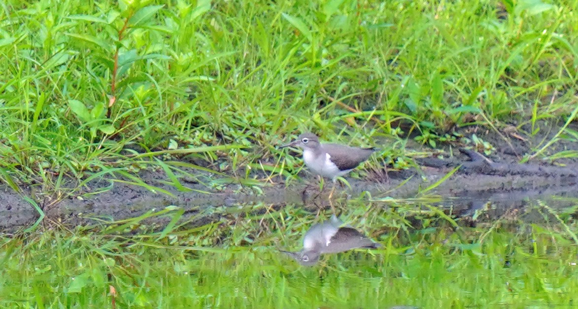 Spotted Sandpiper - ML358315421