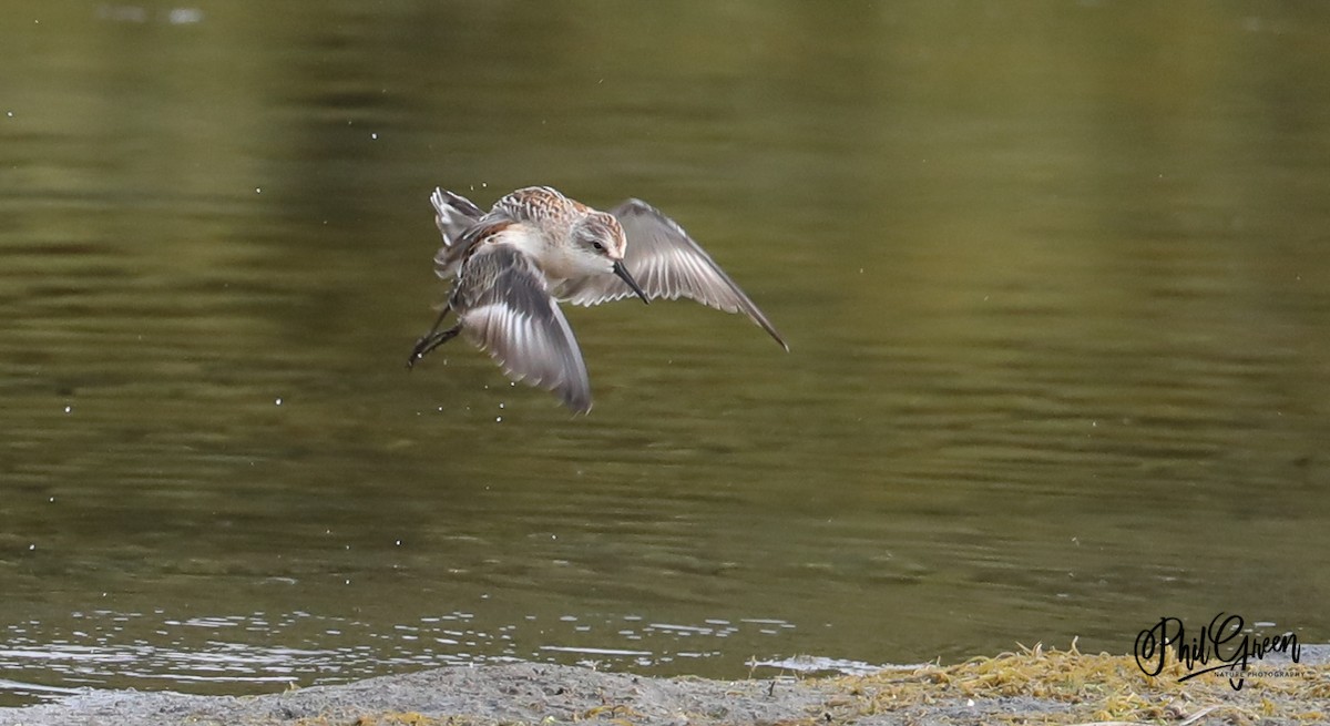 Western Sandpiper - ML358315991