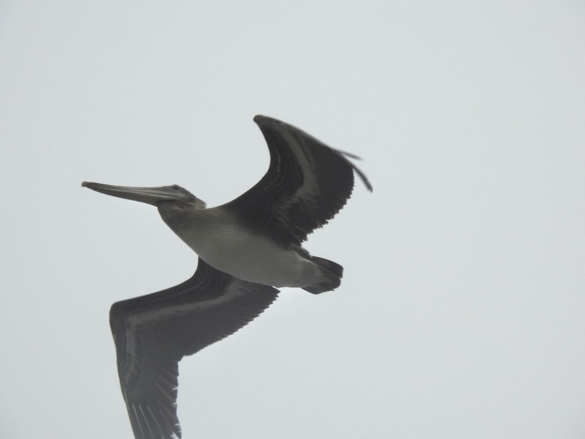 Brown Pelican - ML358316161