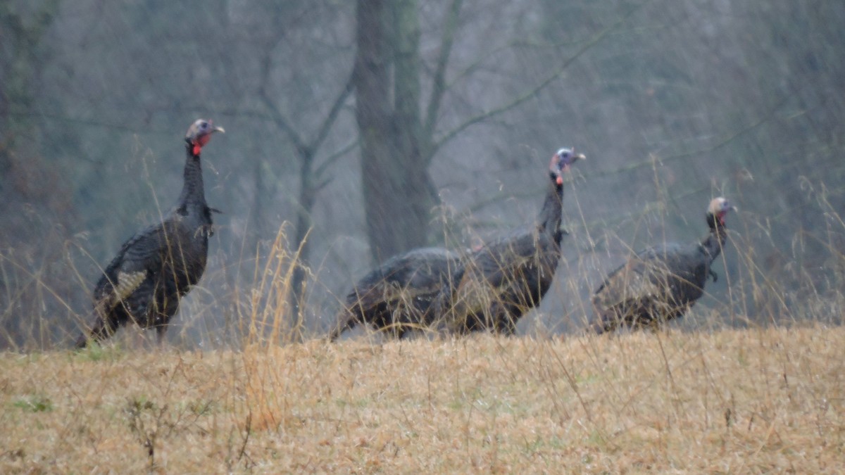 Wild Turkey - Keith Eric Costley