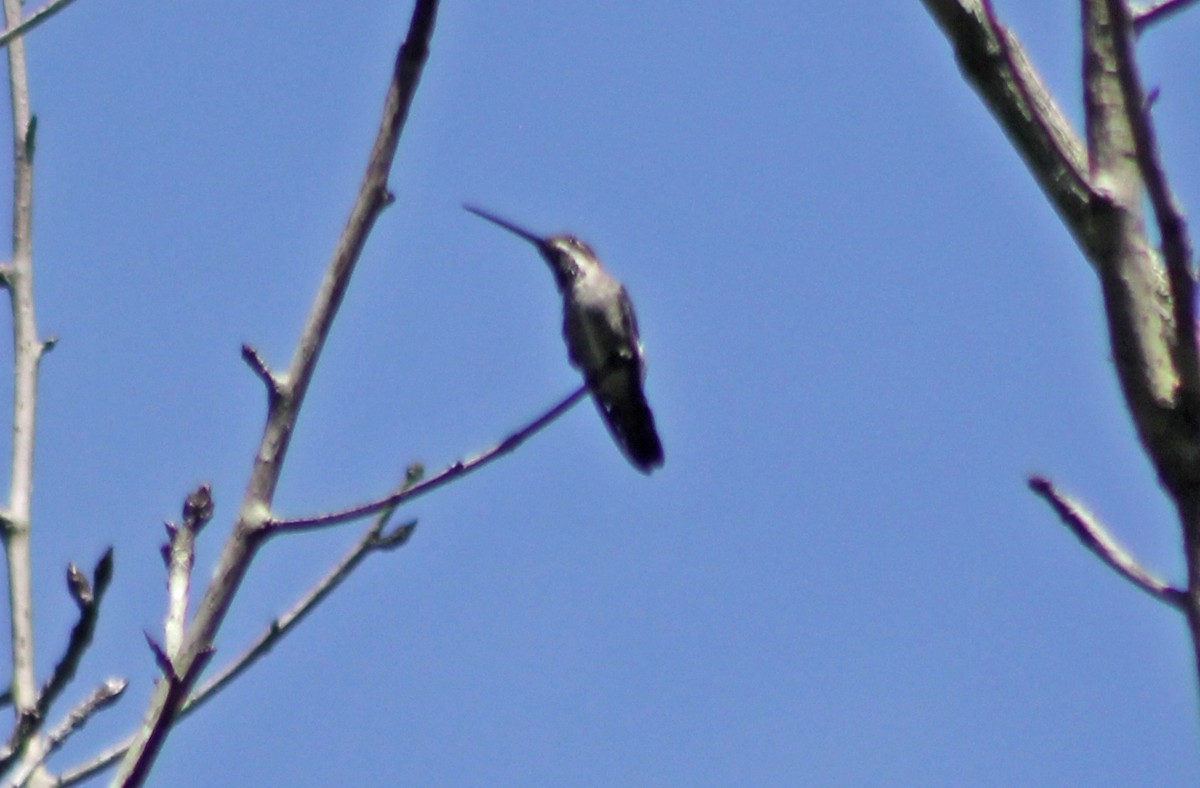 kolibřík achátový - ML358317411