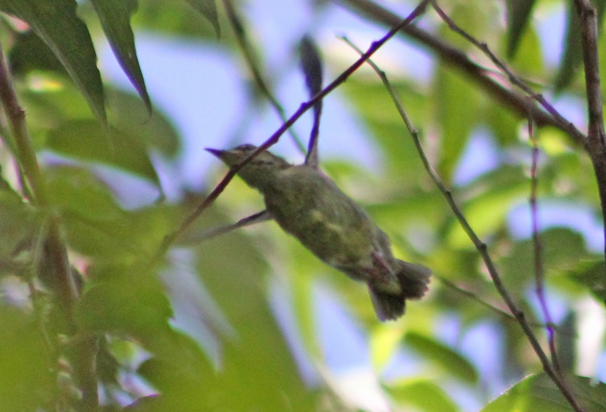 Red-legged Honeycreeper - Mario Trejo