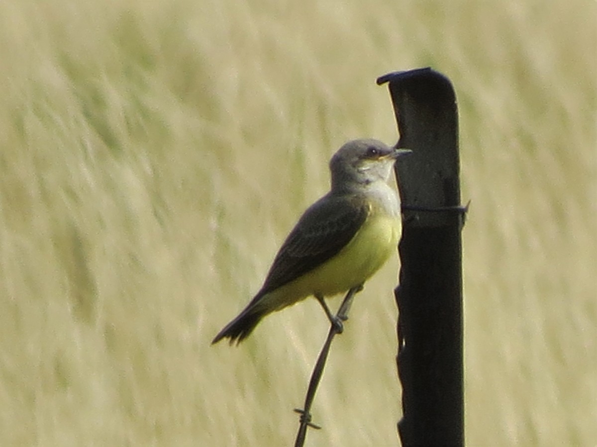 Western Kingbird - Mark Gorges