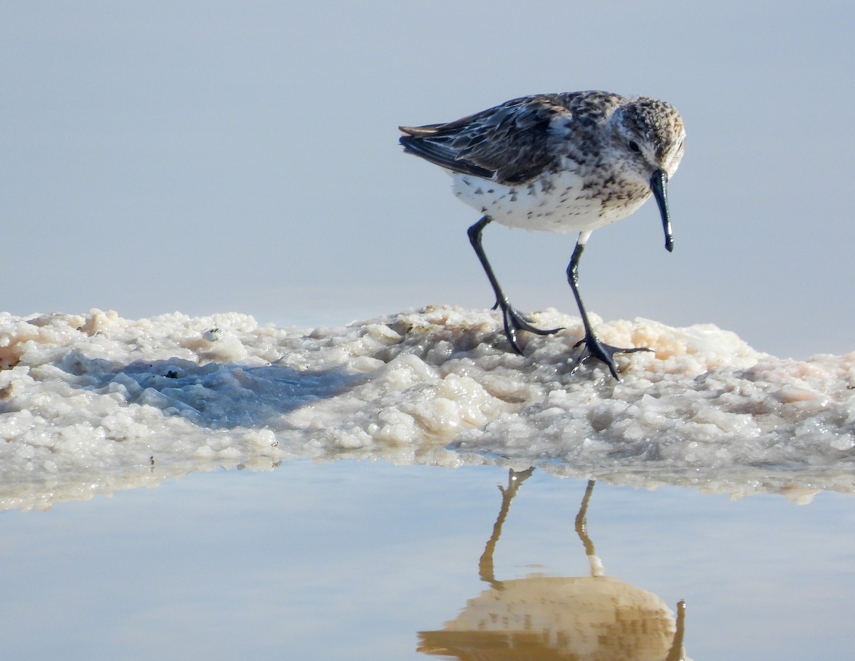 Western Sandpiper - ML358319521