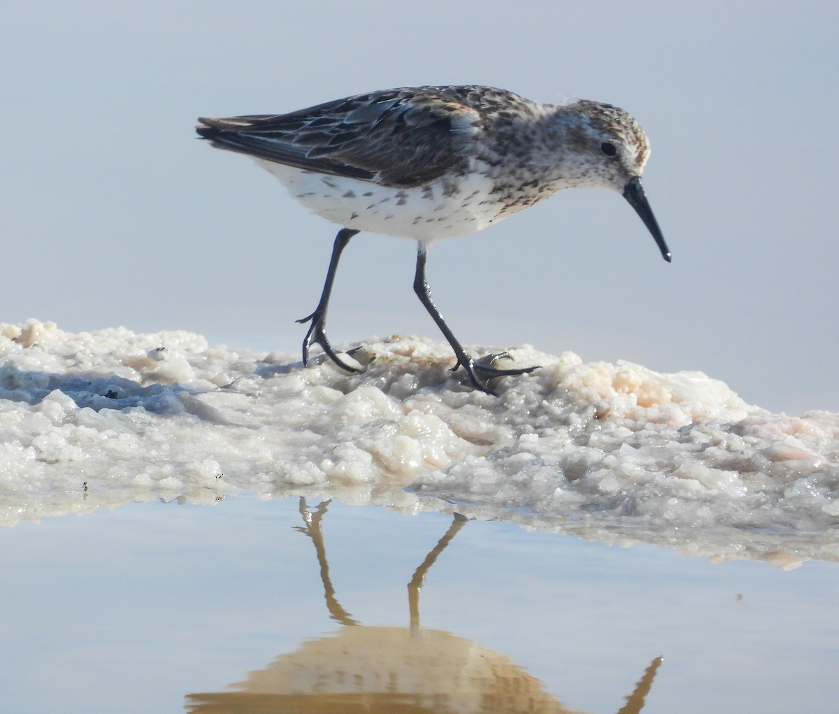 Western Sandpiper - ML358319561