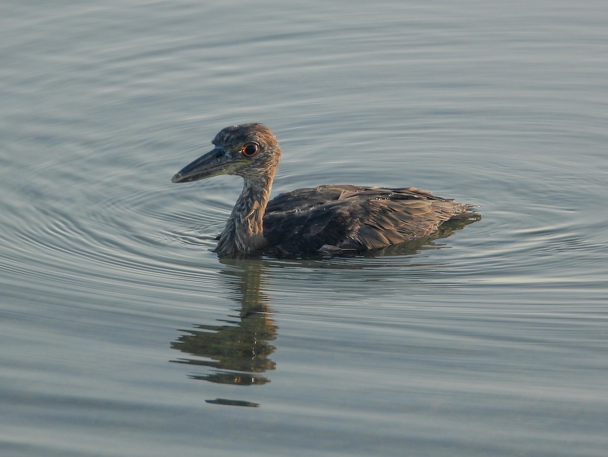 Yellow-crowned Night Heron - ML358320041