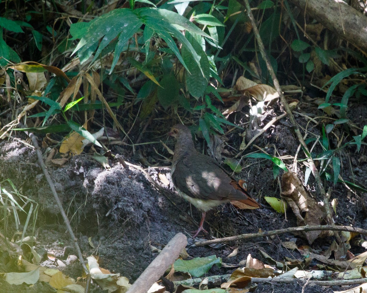 Violaceous Quail-Dove - ML358322061