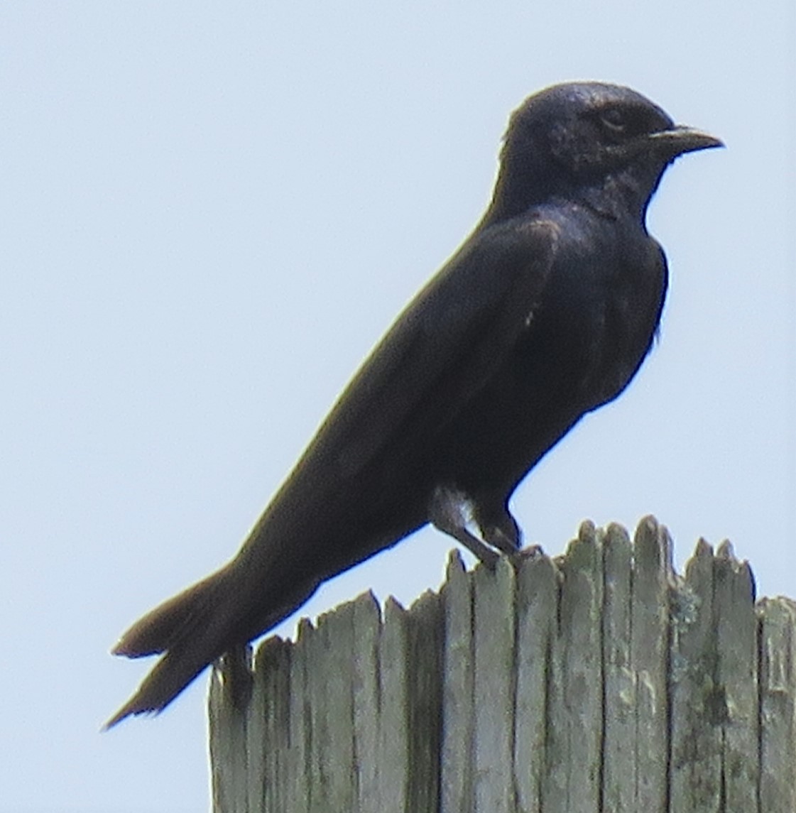 Purple Martin - ML358322491