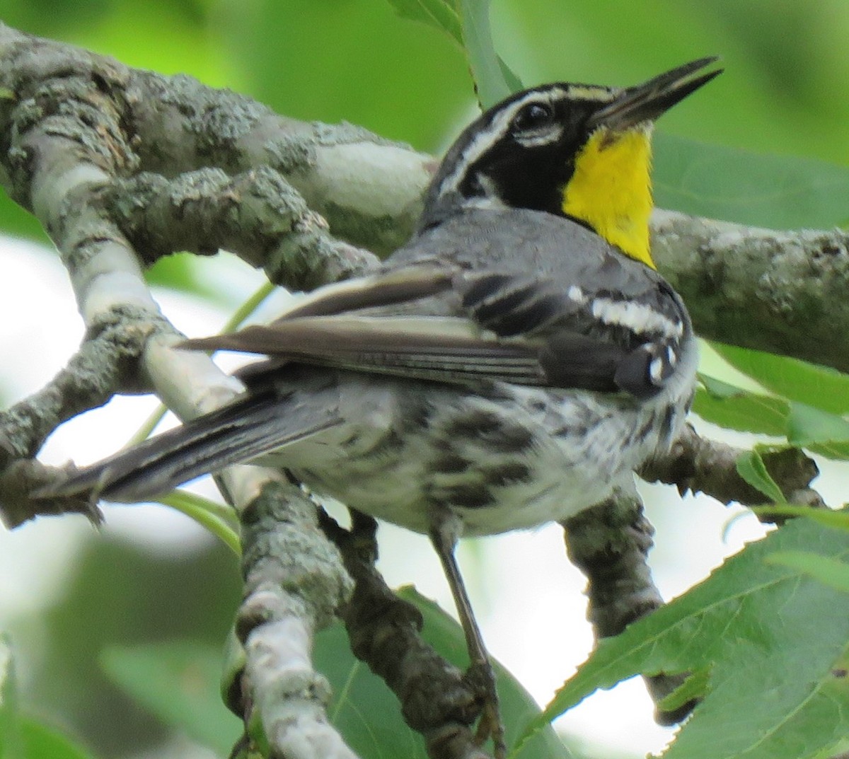 Yellow-throated Warbler - ML358322541