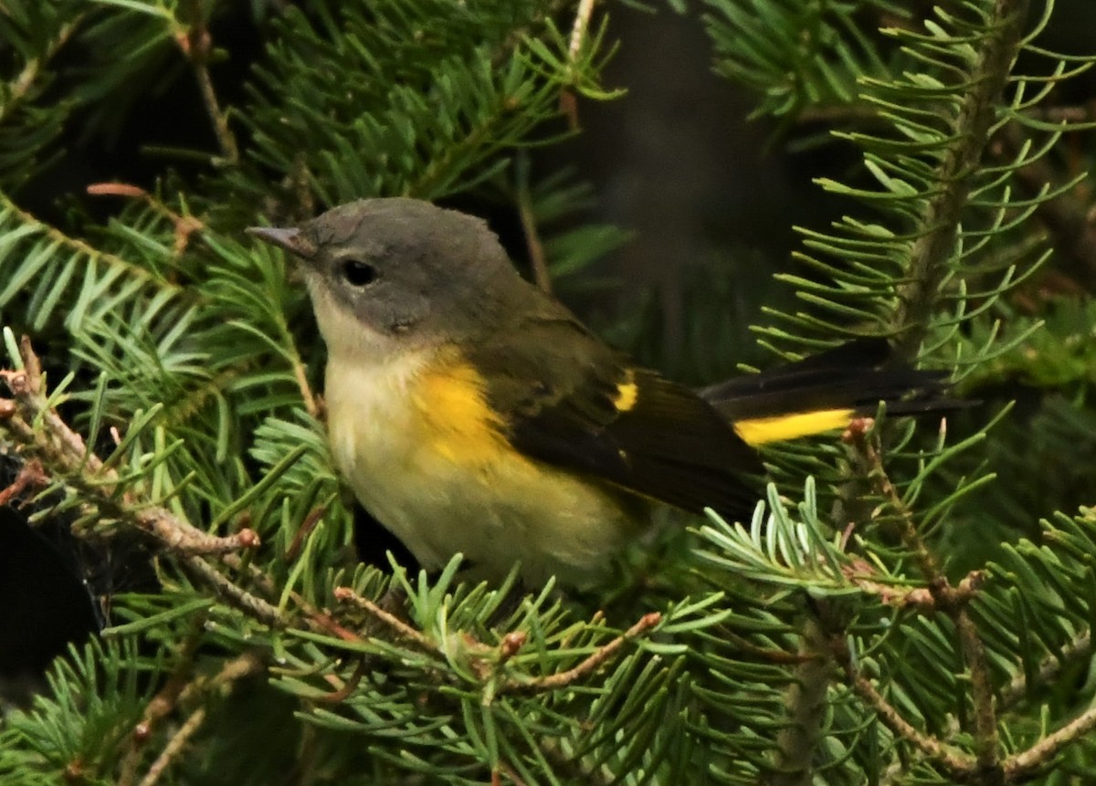 American Redstart - ML358323241