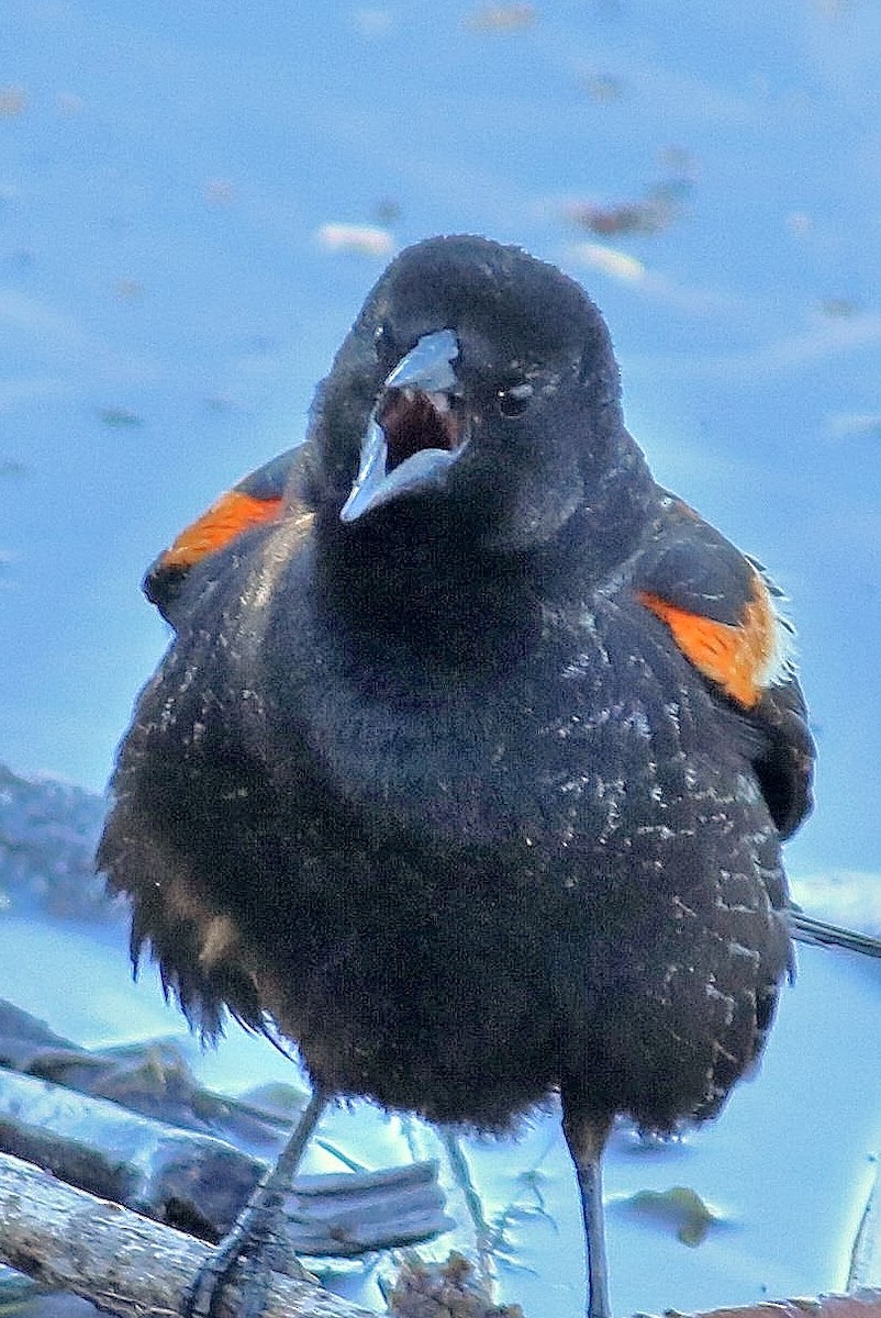 Red-winged Blackbird - ML358323311