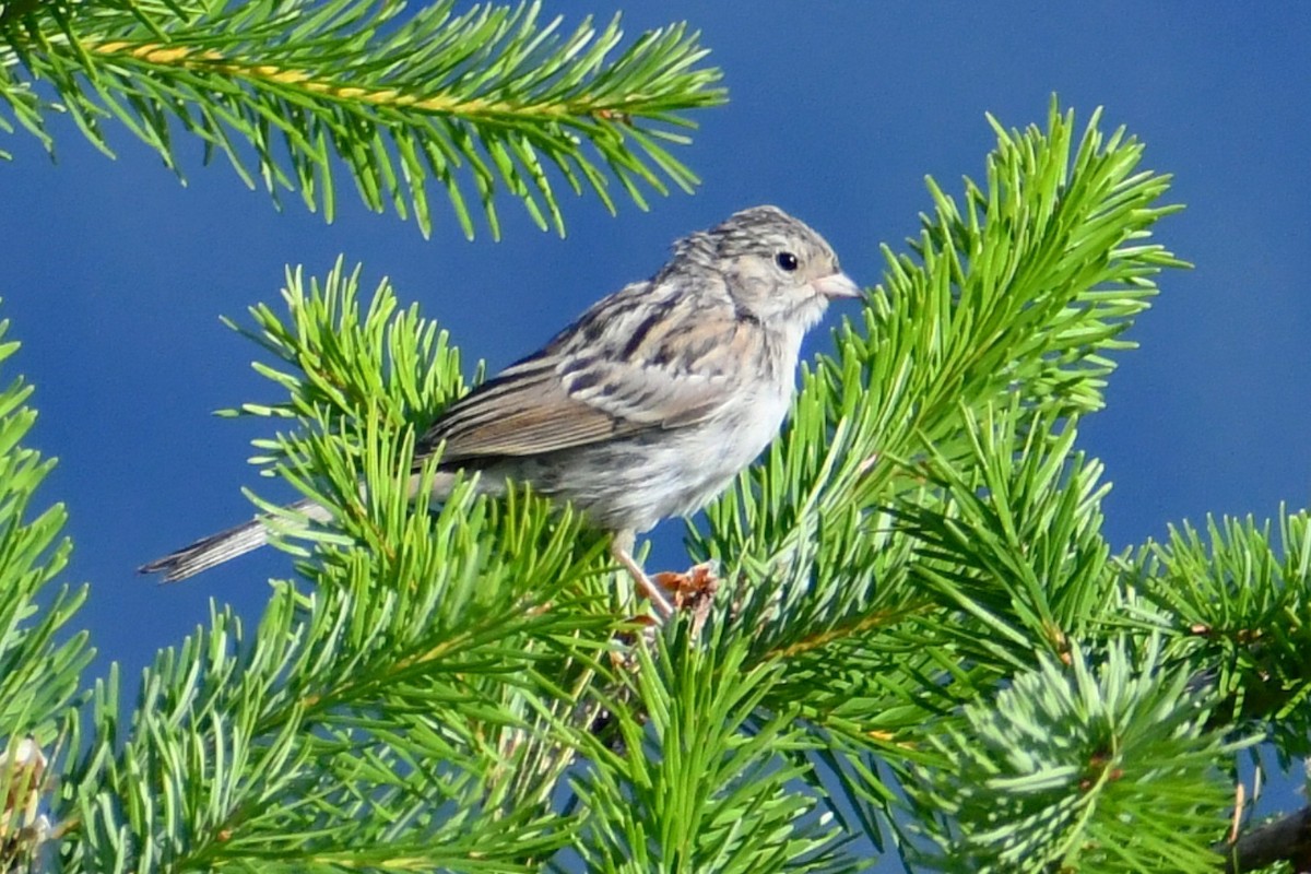 Brewer's Sparrow - ML358324091