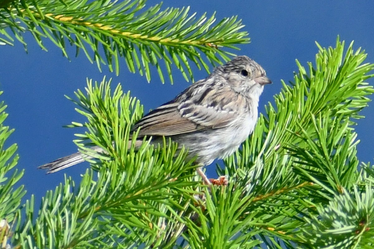 Brewer's Sparrow - ML358324151