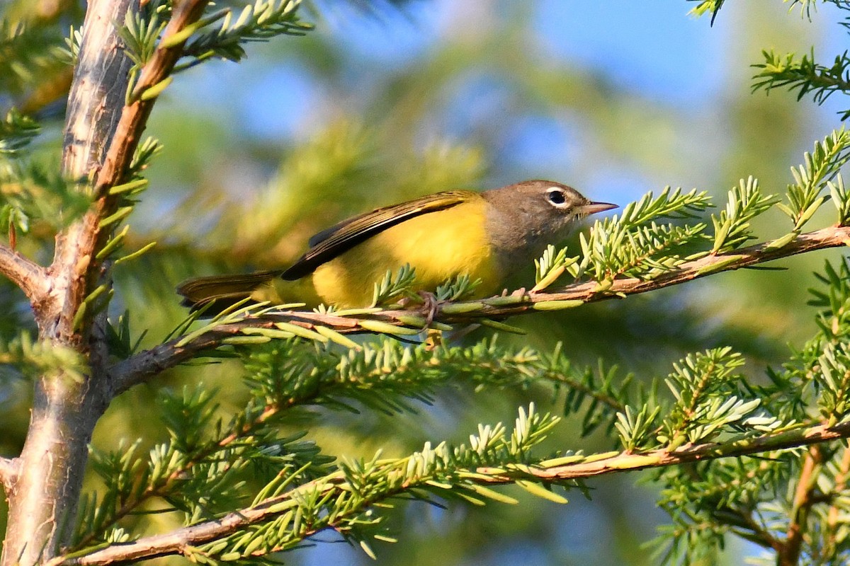 MacGillivray's Warbler - ML358324171