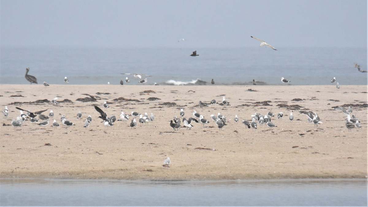 California Gull - ML358324691