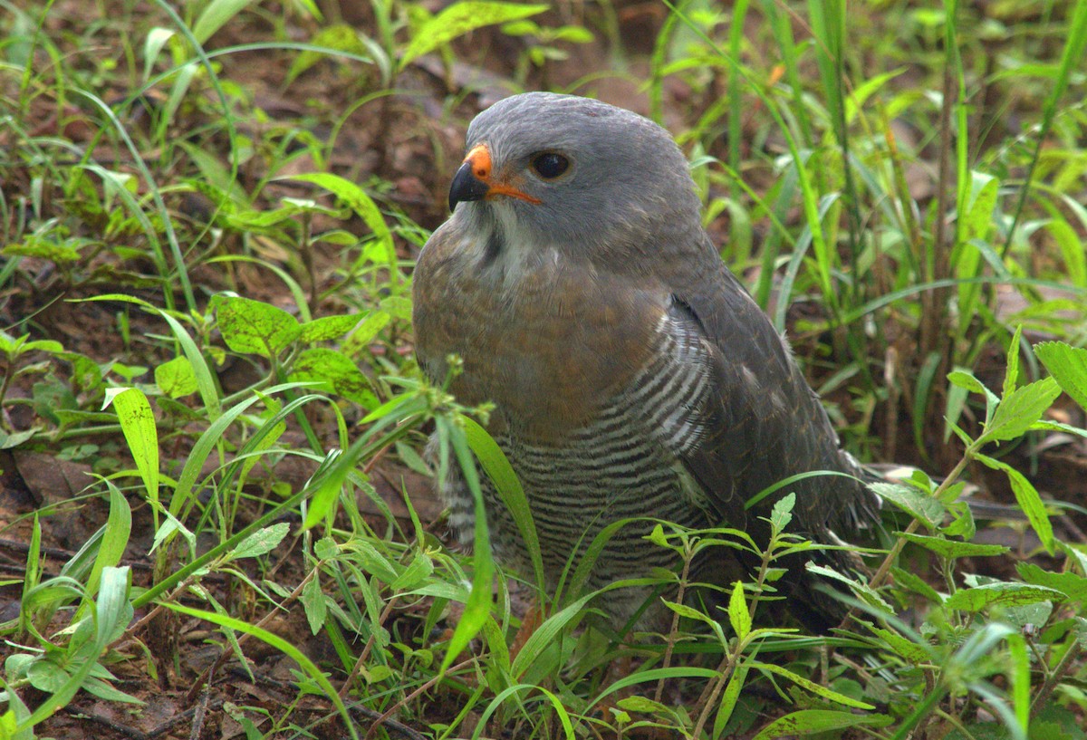 Lizard Buzzard - ML358325841