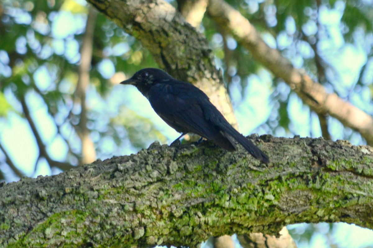 Square-tailed Drongo - ML358325871