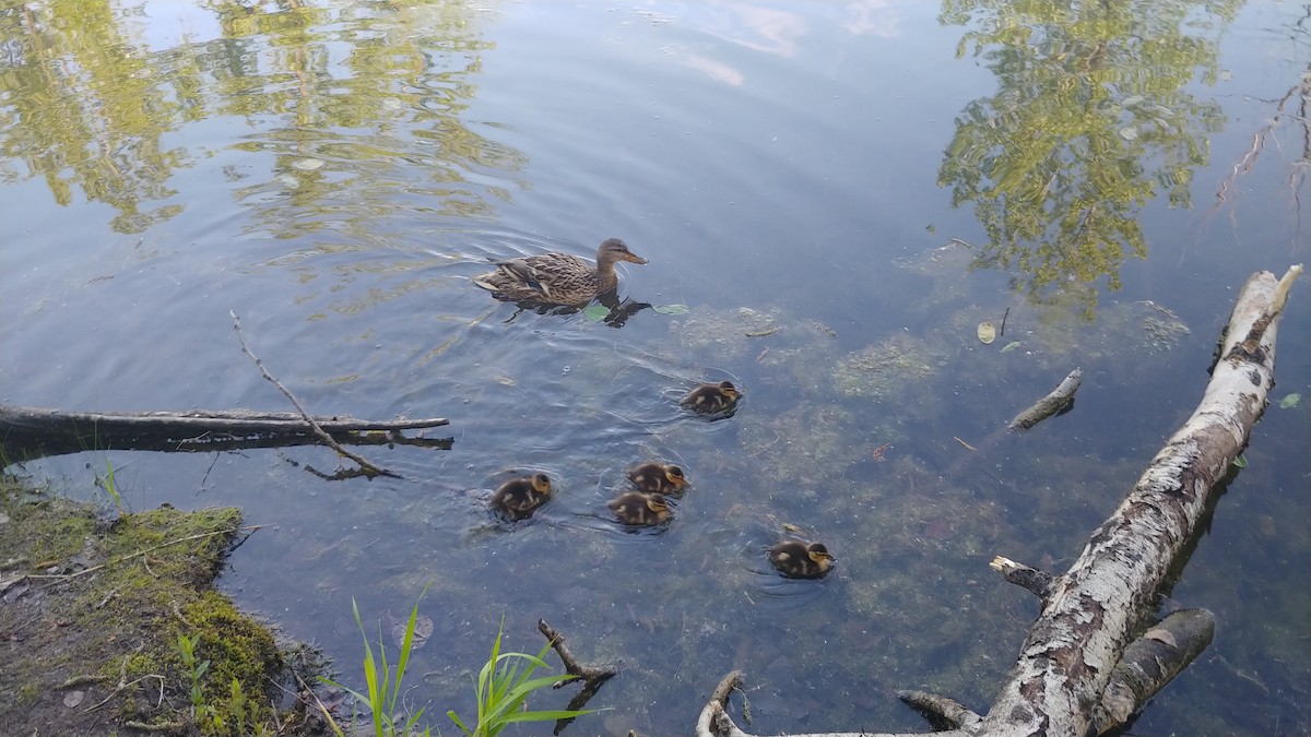 Mallard - ML358325911