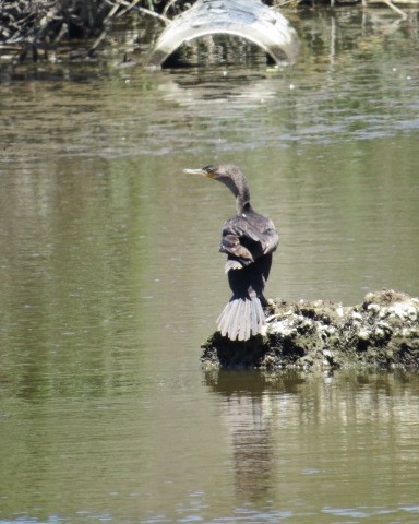 Neotropikal Karabatak - ML358327651