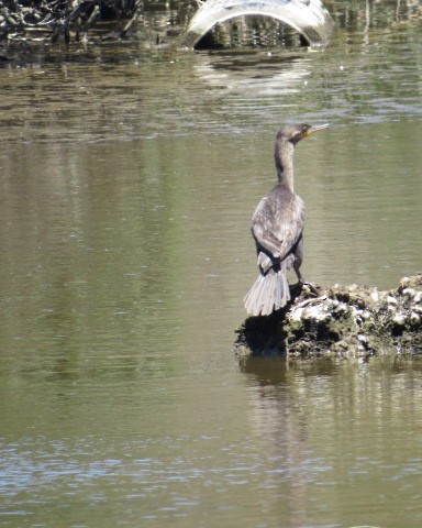 Neotropikal Karabatak - ML358327891