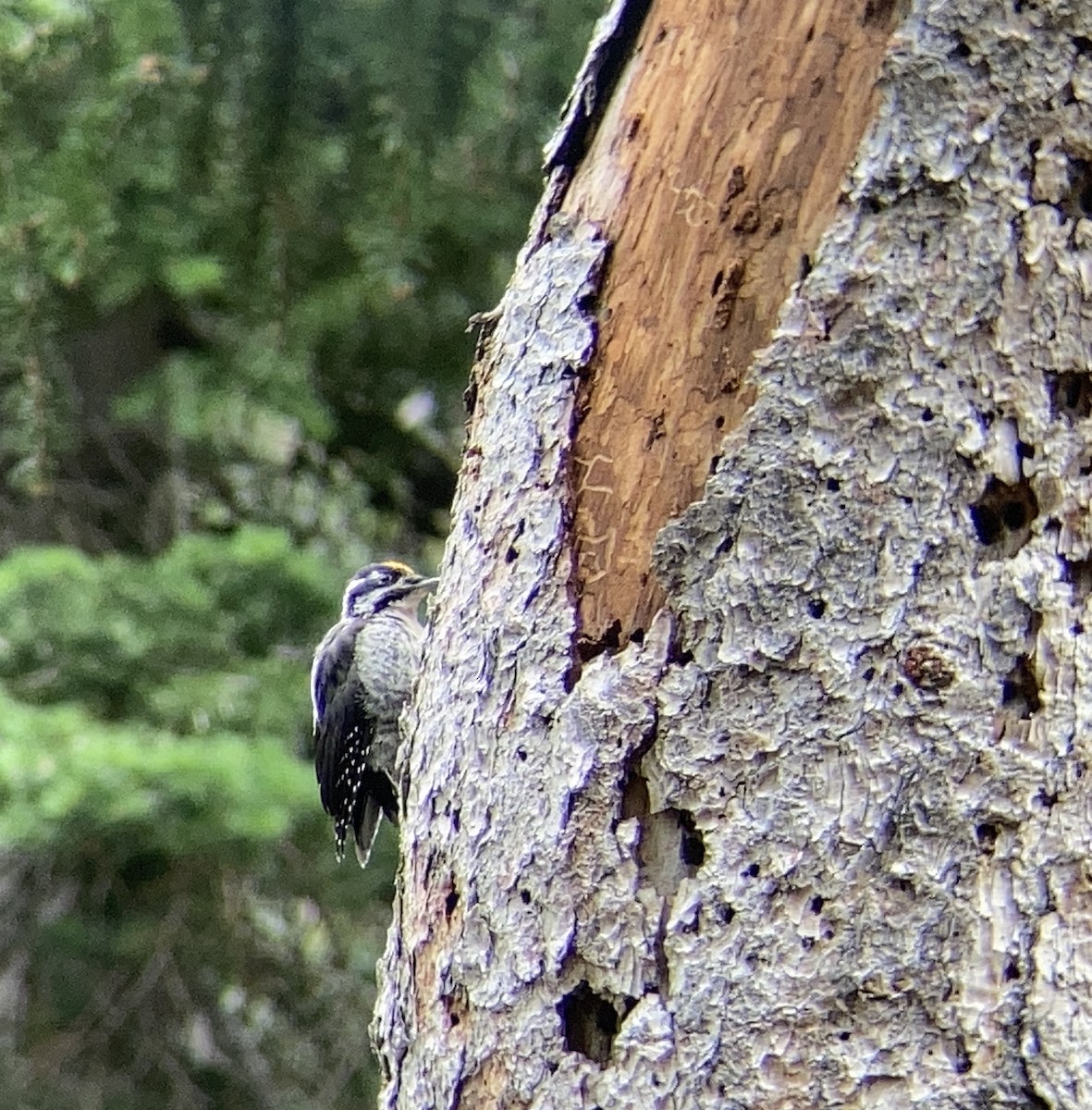 American Three-toed Woodpecker - Matt Brady