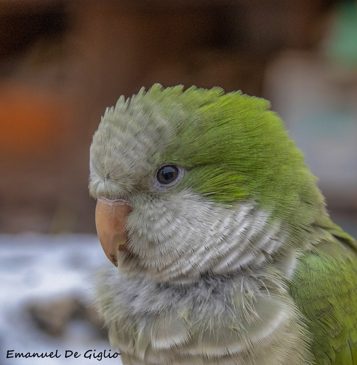 Monk Parakeet - ML358329381