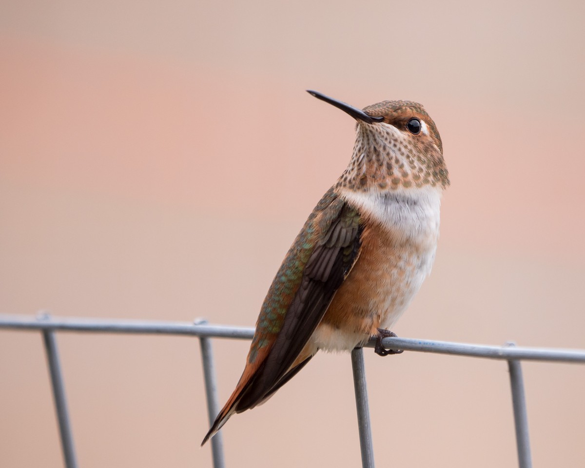 Rufous Hummingbird - ML358330811