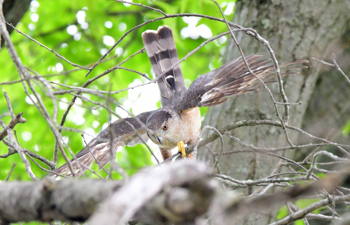 Cooper's Hawk - Chuck and Karen Lunsford