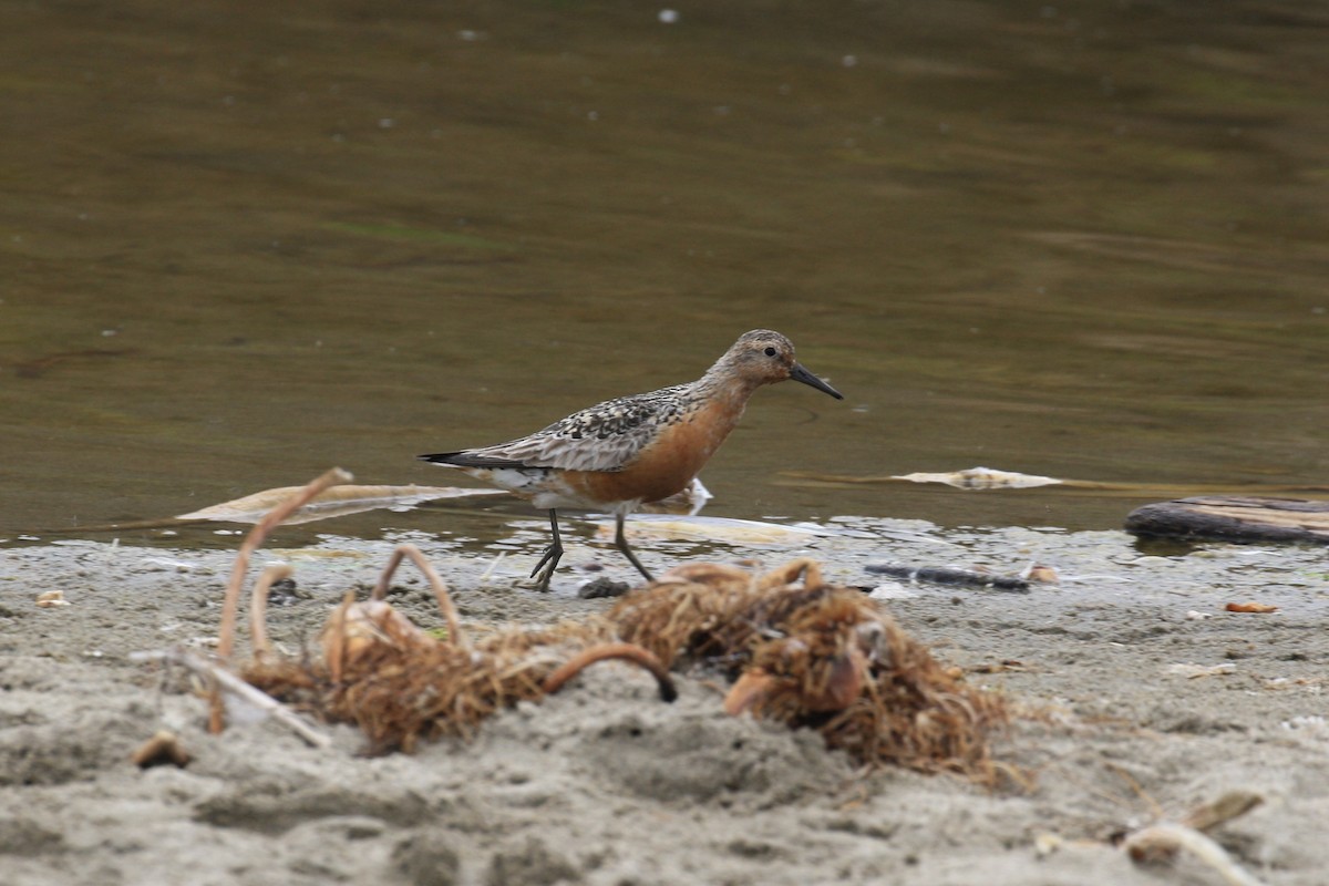 Red Knot - Steven Prochter