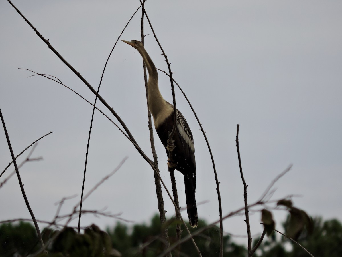 anhinga americká - ML358332891