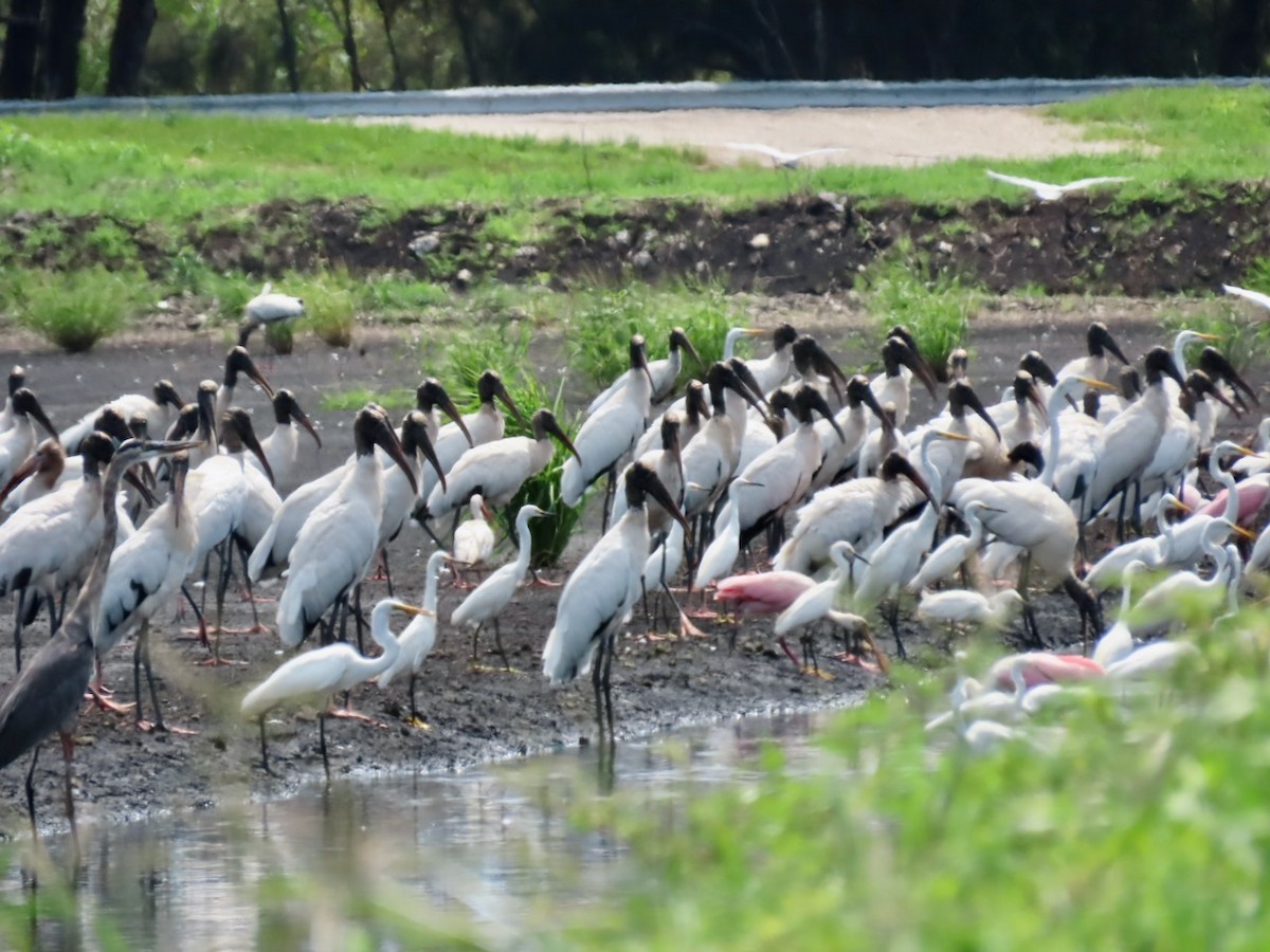 Wood Stork - ML358333261