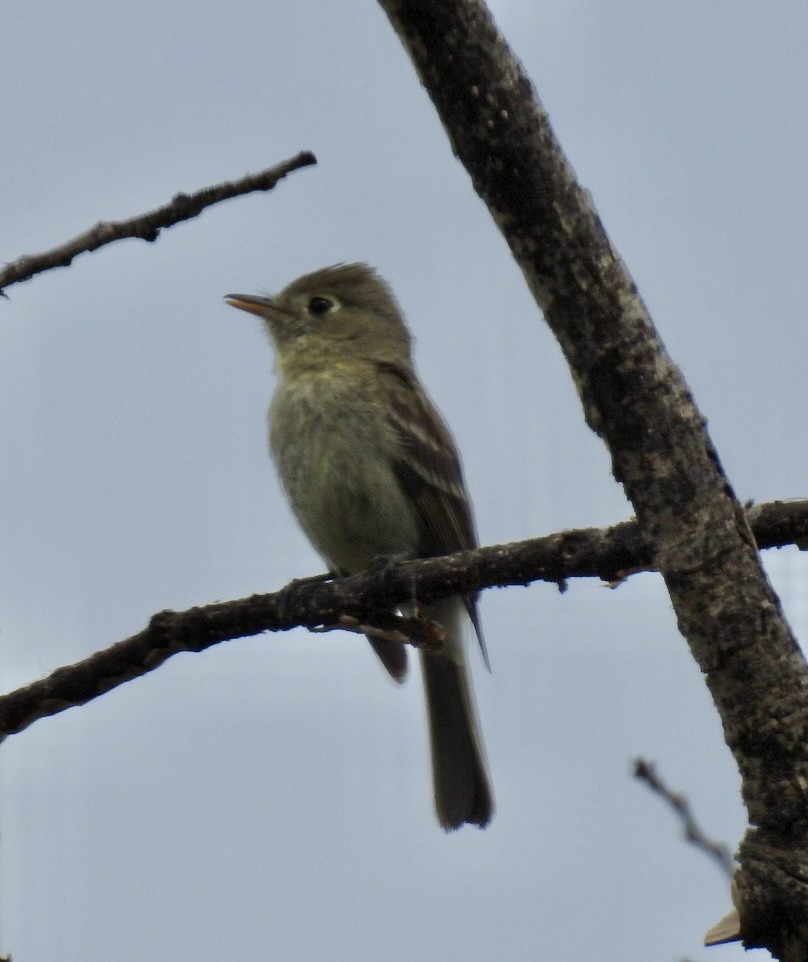 Western Flycatcher (Cordilleran) - ML358334001