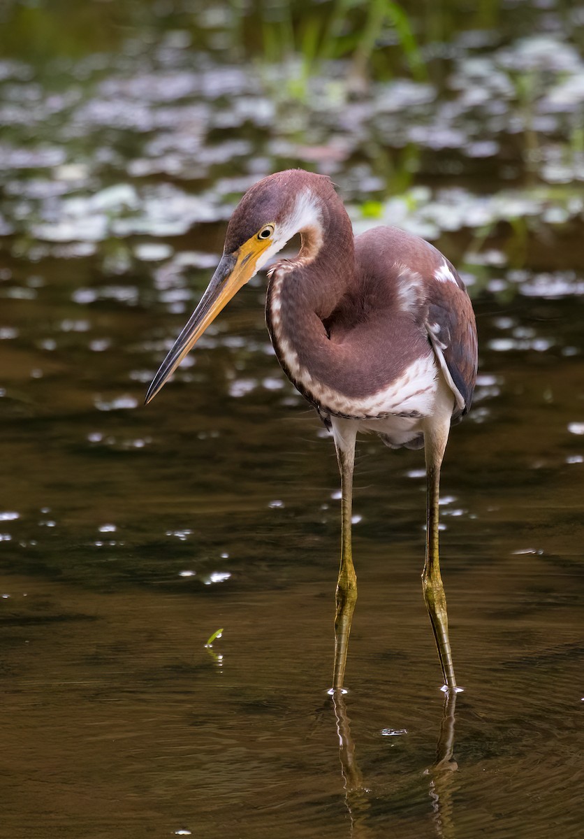 Tricolored Heron - ML358334521