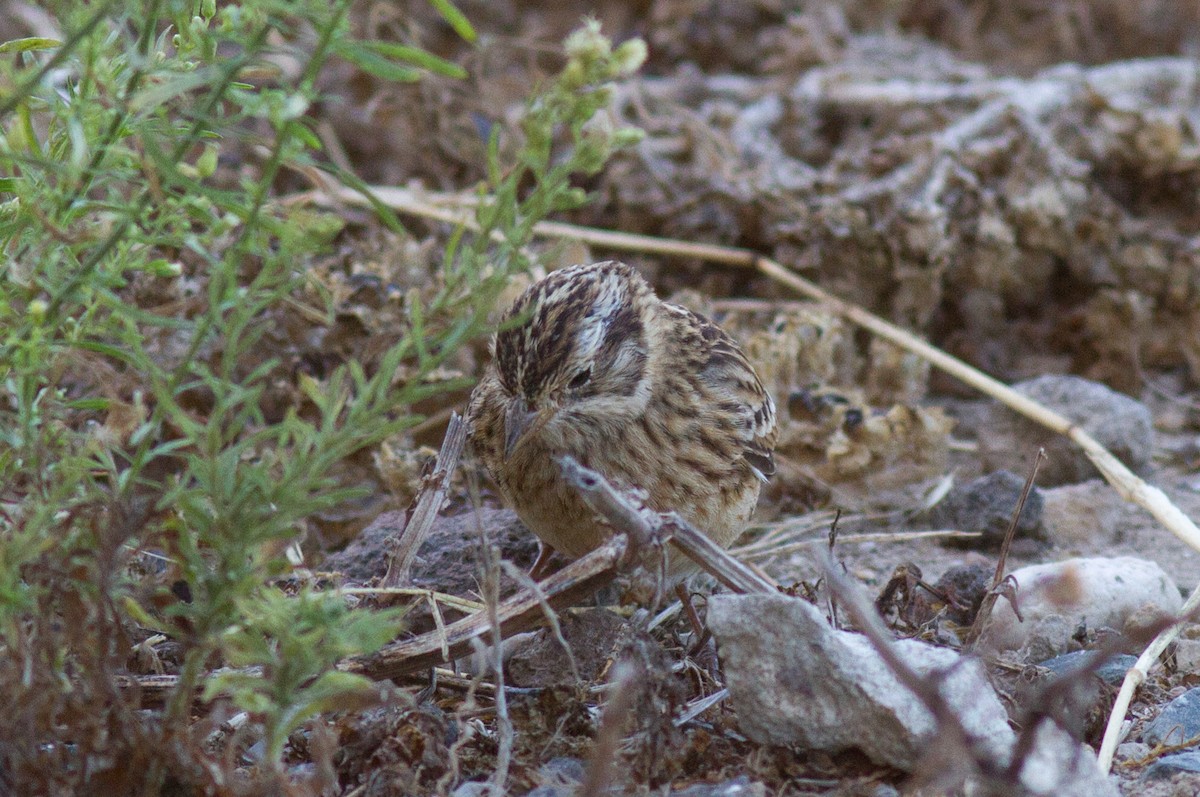 Smith's Longspur - ML35833461