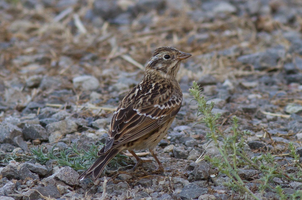 Smith's Longspur - ML35833471