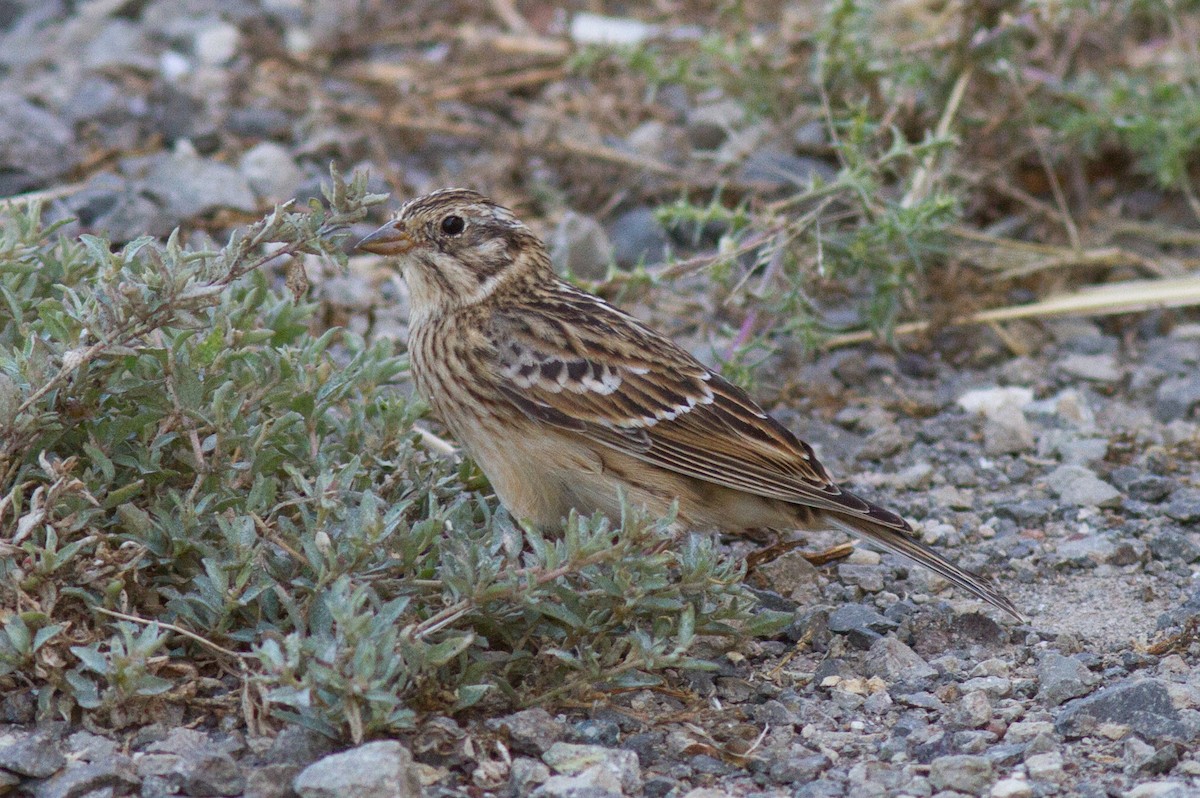 Smith's Longspur - Justyn Stahl