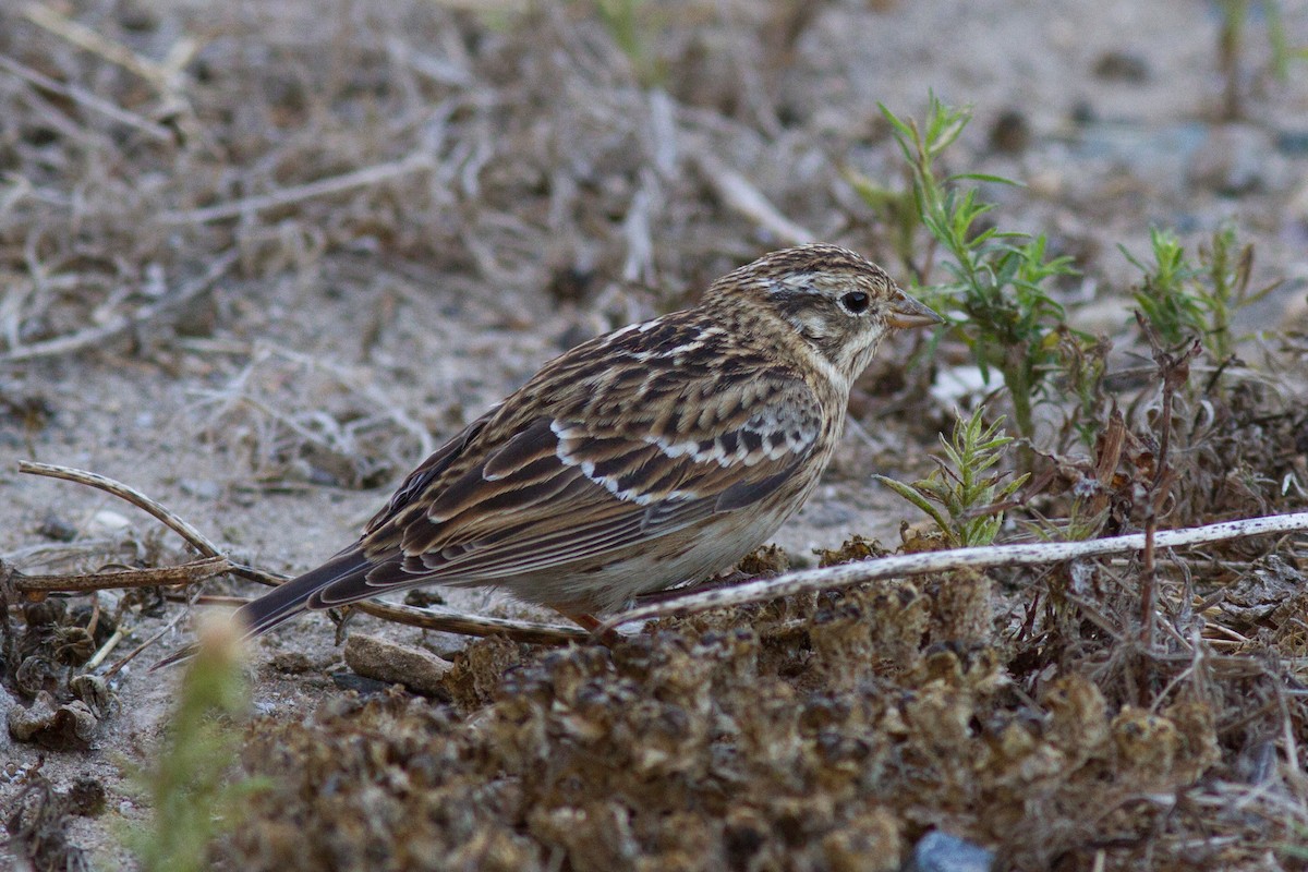 Smith's Longspur - ML35833501