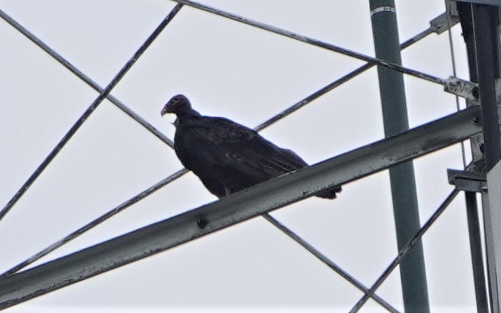 Turkey Vulture - Allison Graves