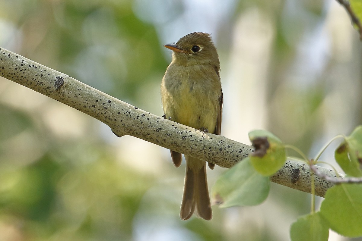 Western Flycatcher (Cordilleran) - ML358335311