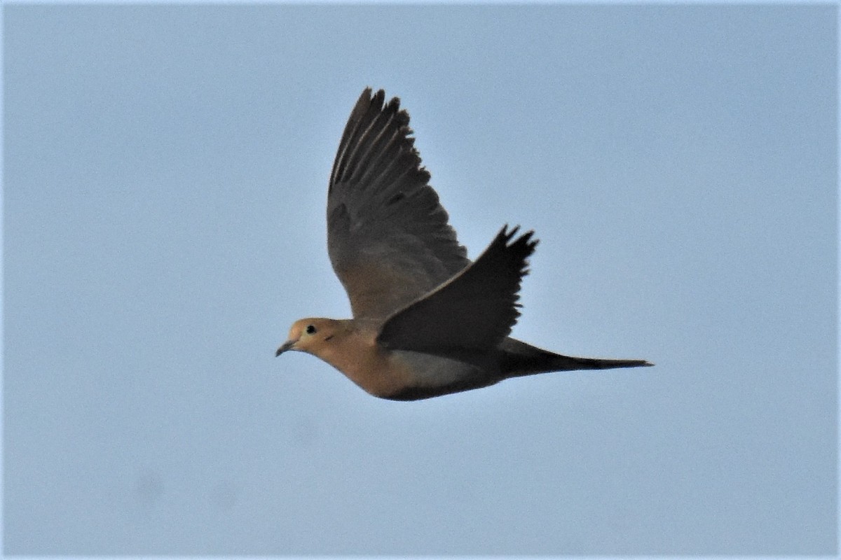 Mourning Dove - ML358335641