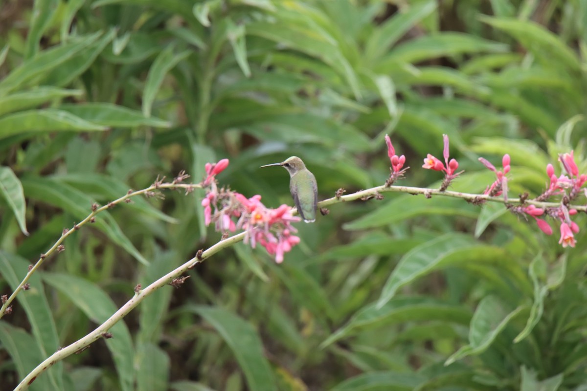 Black-chinned Hummingbird - ML358335681