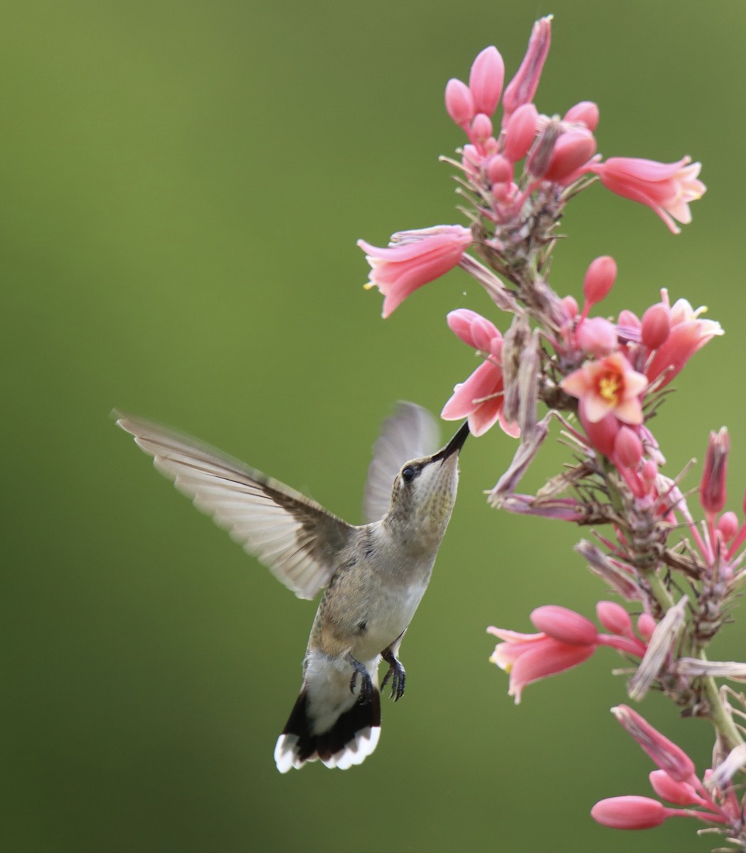 Black-chinned Hummingbird - ML358335741