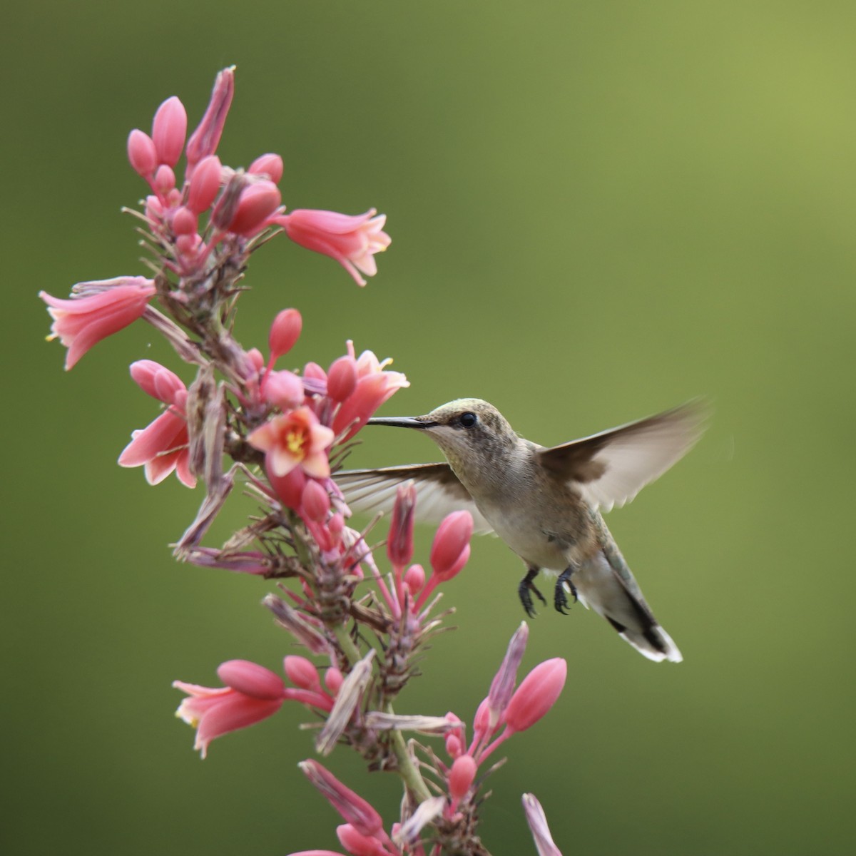 Black-chinned Hummingbird - ML358335751