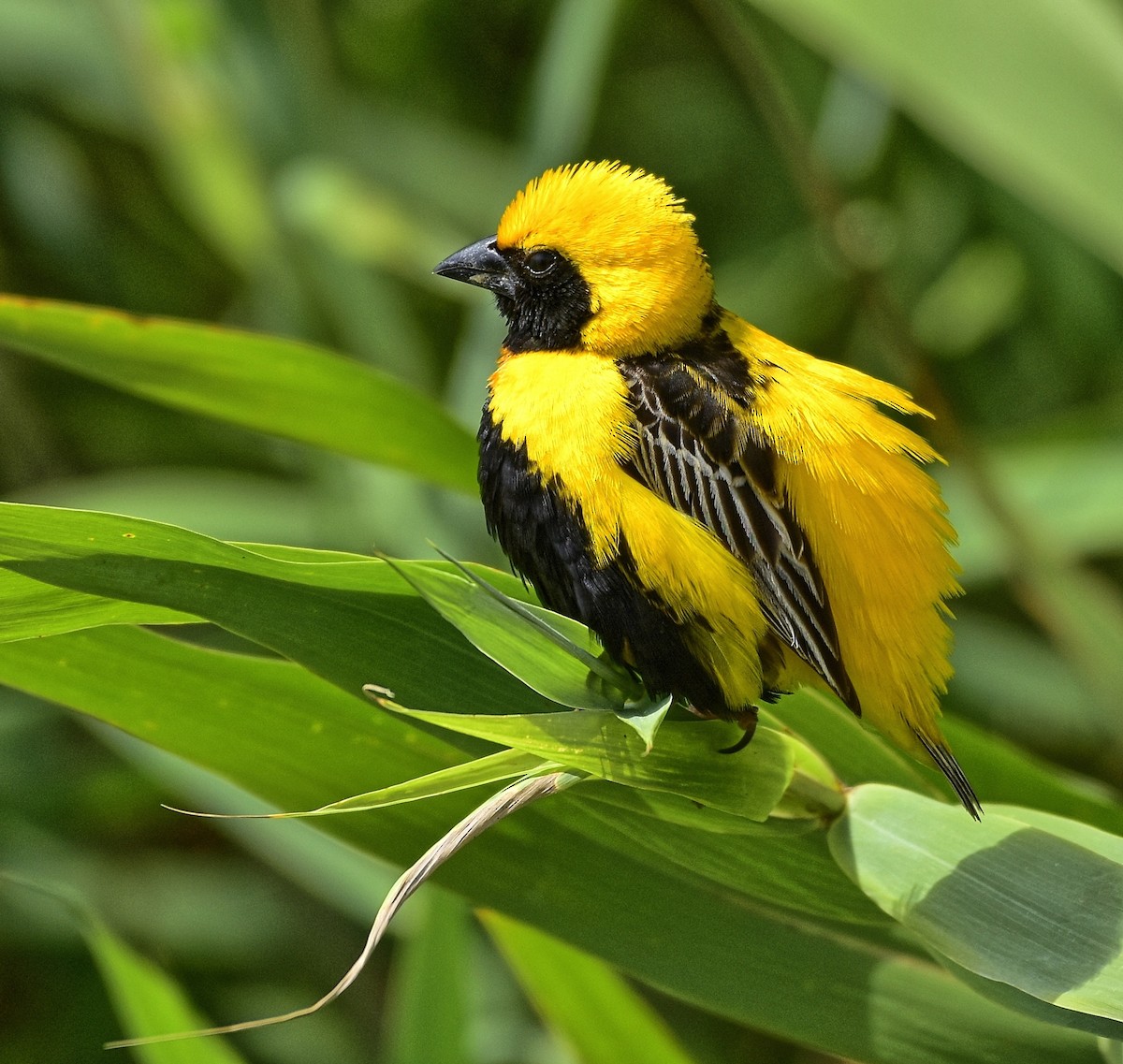 Yellow-crowned Bishop - Agostinho Oliveira