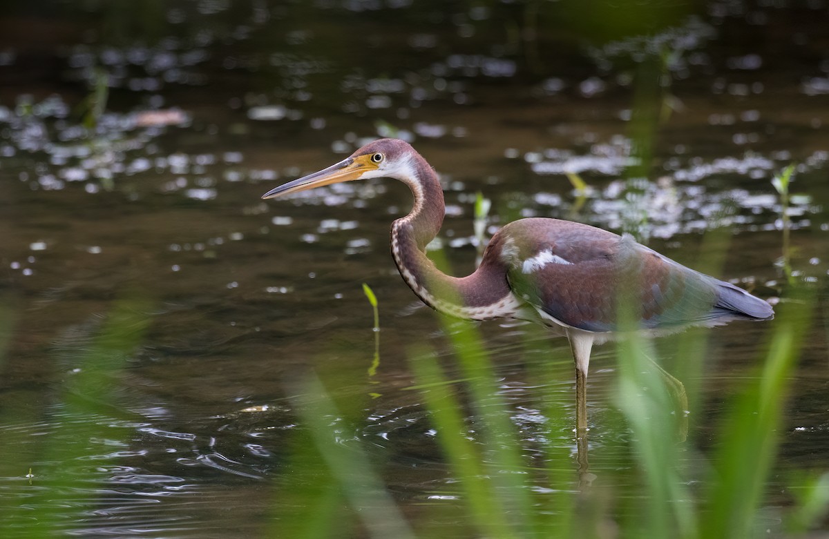 Tricolored Heron - ML358337061