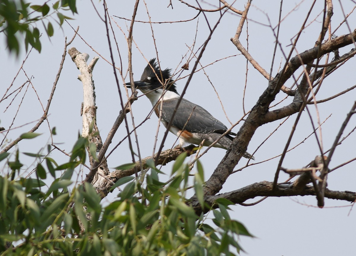 Belted Kingfisher - ML358337141